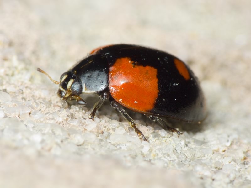 Adalia bipunctata (Linnaeus, 1758)